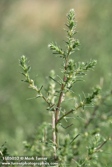 Salsola tragus