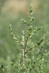 Russian Thistle blossoms & foliage