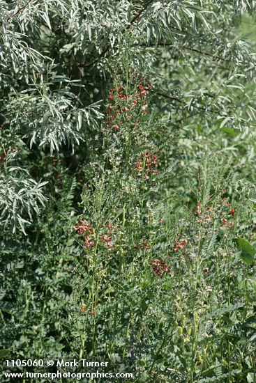 Sphaerophysa salsula