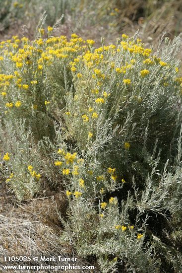 Tetradymia canescens