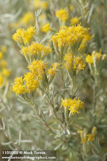 Tetradymia canescens