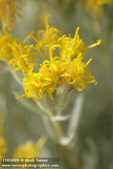 Tetradymia canescens