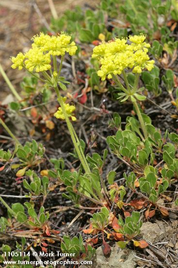 Eriogonum umbellatum var. hausknechtii