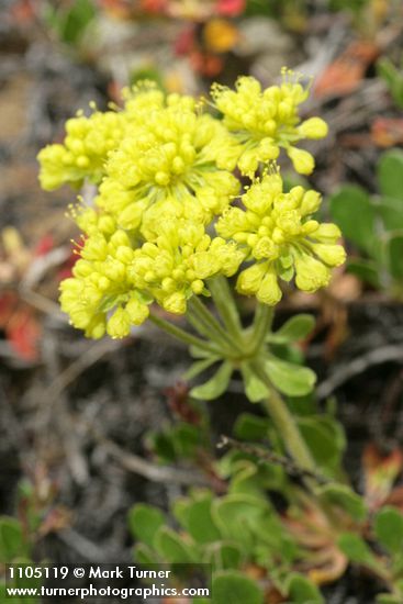 Eriogonum umbellatum var. hausknechtii