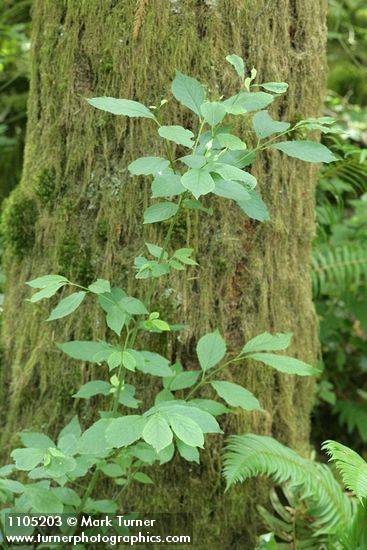 Euonymus occidentalis