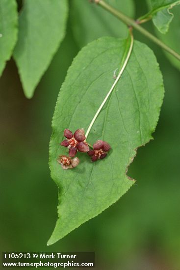 Euonymus occidentalis