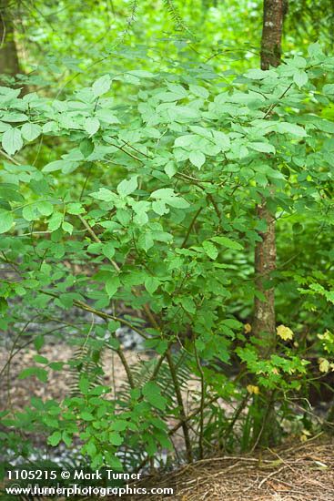 Euonymus occidentalis