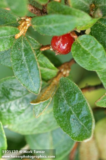 Shepherdia canadensis