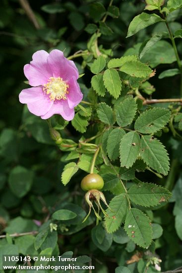 Rosa nutkana