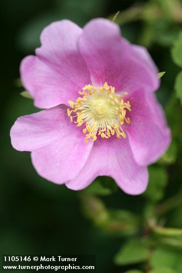 Rosa nutkana