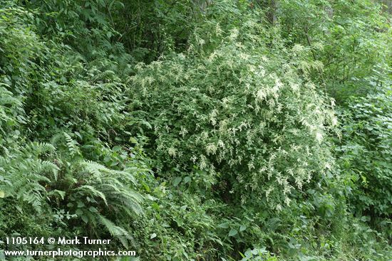 Holodiscus discolor; Polystichum munitum