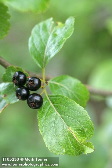 Crataegus suksdorfii