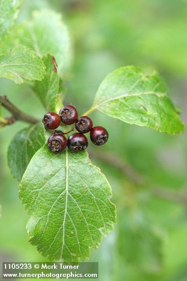 Crataegus suksdorfii