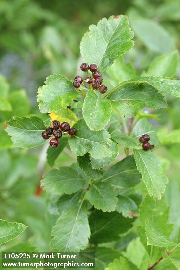 Crataegus suksdorfii