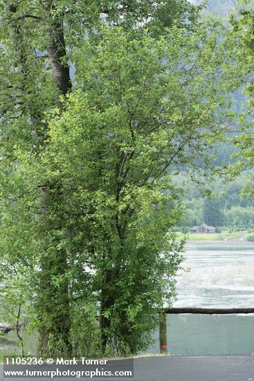 Crataegus suksdorfii