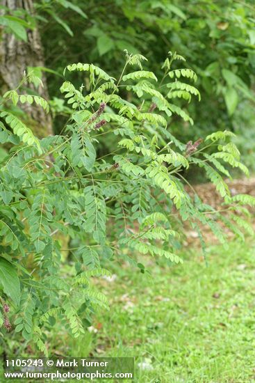 Amorpha fruticosa