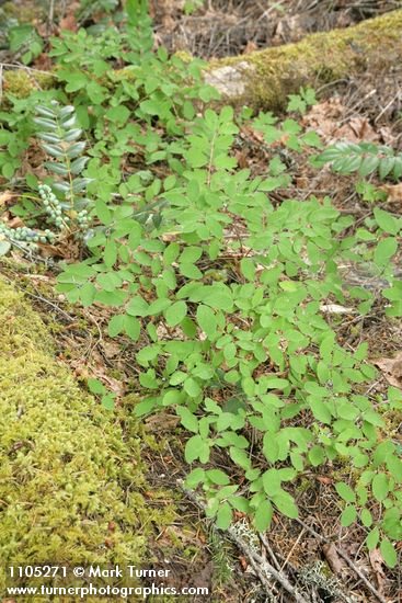Symphoricarpos hesperius
