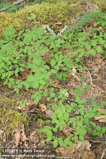 Symphoricarpos hesperius