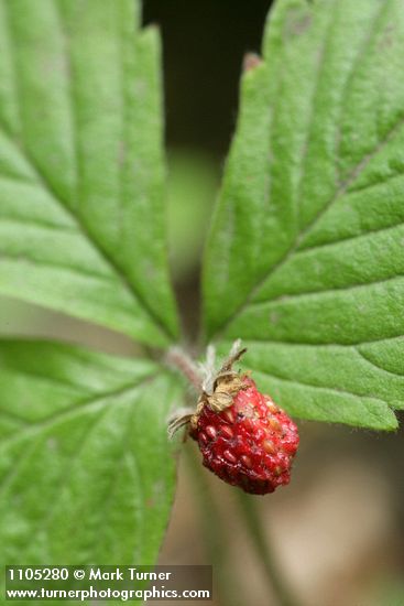 Fragaria vesca