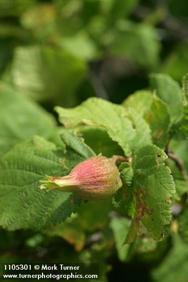 Corylus cornuta