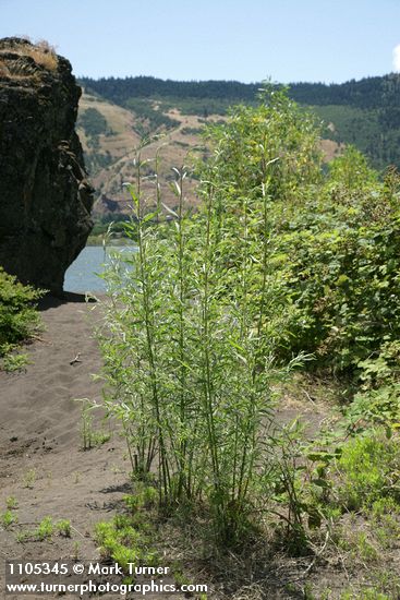 Salix columbiana