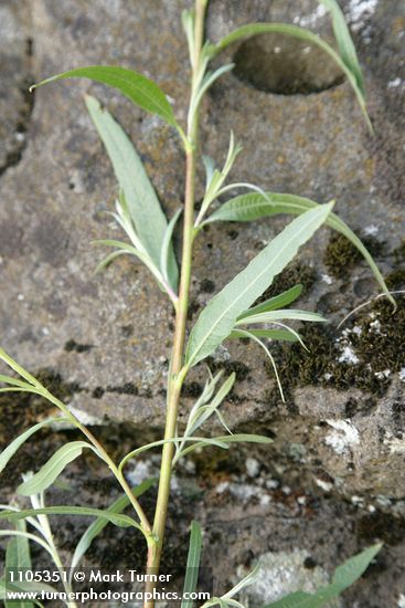 Salix columbiana