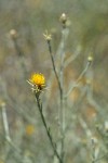 Yellow Starthistle