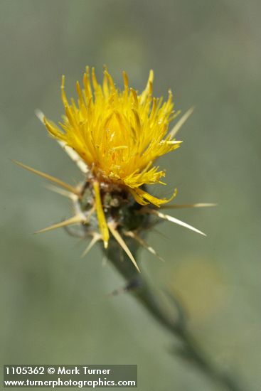 Centaurea solstitialis