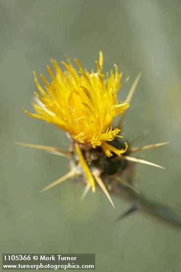 Centaurea solstitialis