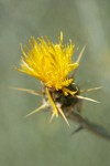 Yellow Starthistle blossom detail