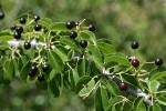 Bitter Cherry fruit among foliage
