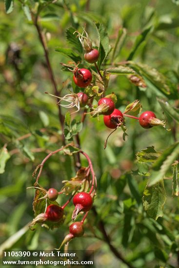 Rosa woodsii var. ultramontana