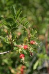 Pearhip Rose fruit among foliage