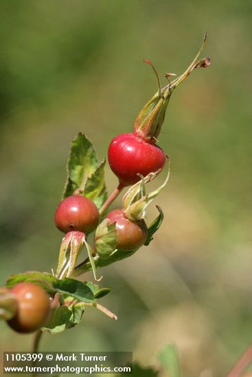 Rosa woodsii var. ultramontana