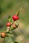 Pearhip Rose hips