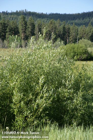 Salix lemmonii