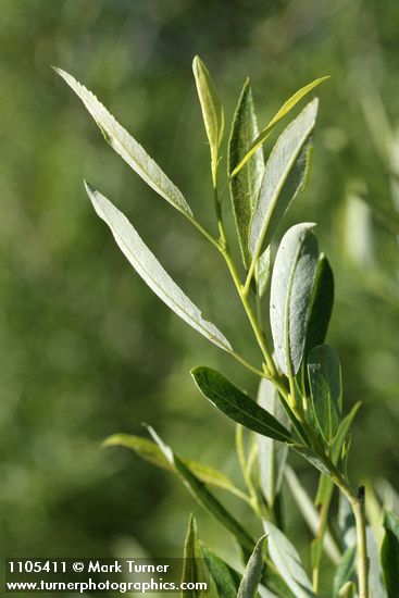 Salix lemmonii