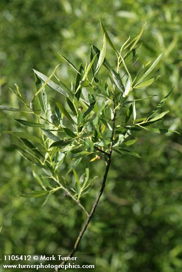 Salix lemmonii