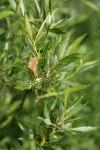 Lemmon's Willow foliage w/ mature female ament