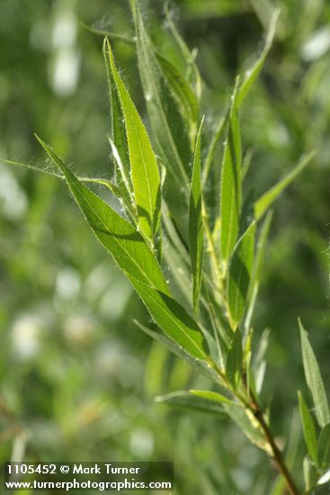 Salix boothii