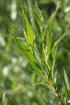 Booth's Willow foliage