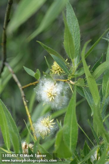 Salix boothii