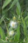 Booth's Willow foliage & mature female aments detail