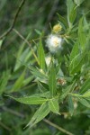 Booth's Willow foliage
