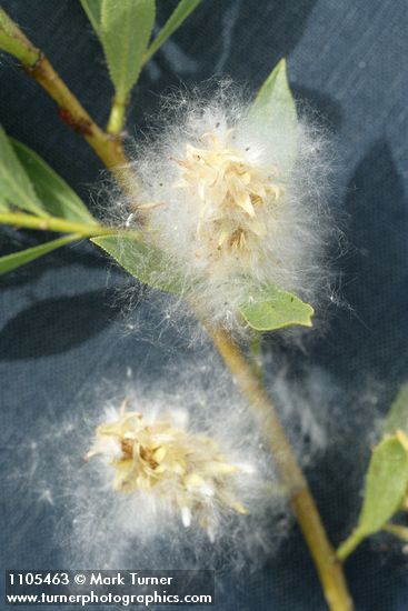 Salix boothii