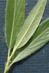 Booth's Willow foliage extreme detail