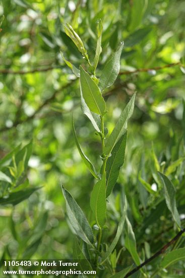 Salix monochroma