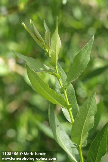 Salix monochroma