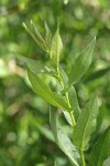 Onecolor Willow foliage & stipules