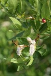 Onecolor Willow mature male aments among foliage